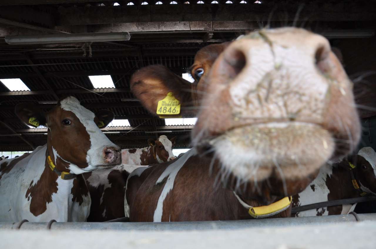 Haarle - Open Boerderijdag Haarle - Open Boerderijdag