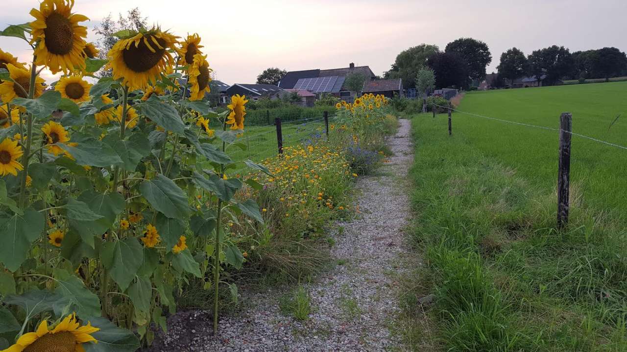 Haarle - Lente ochtend bij Zorgboerderij de Schurinkshoeve Haarle - Lente ochtend bij Zorgboerderij de Schurinkshoeve
